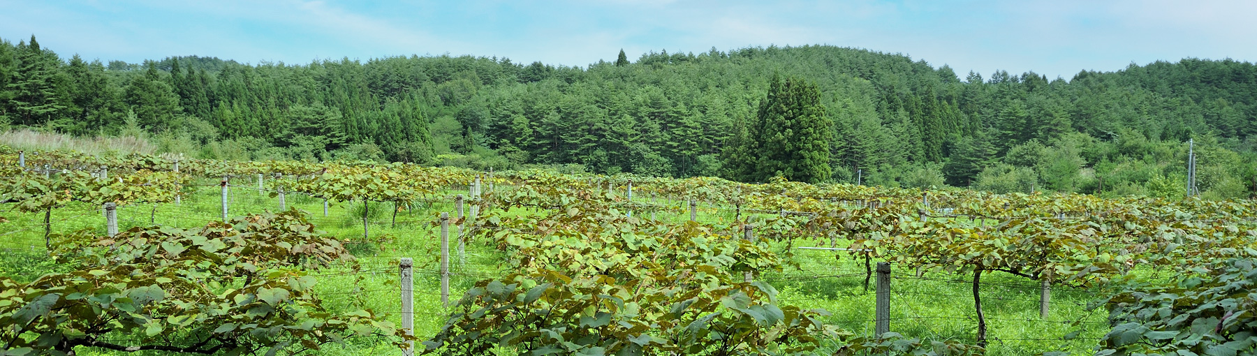 山のきぶどう｜株式会社佐幸本店