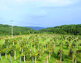 山ぶどうと佐幸本店｜山ぶどうについて