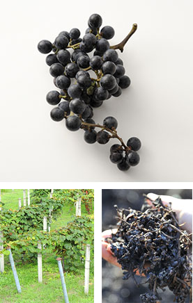 山ぶどうと佐幸本店｜佐幸本店のこだわり